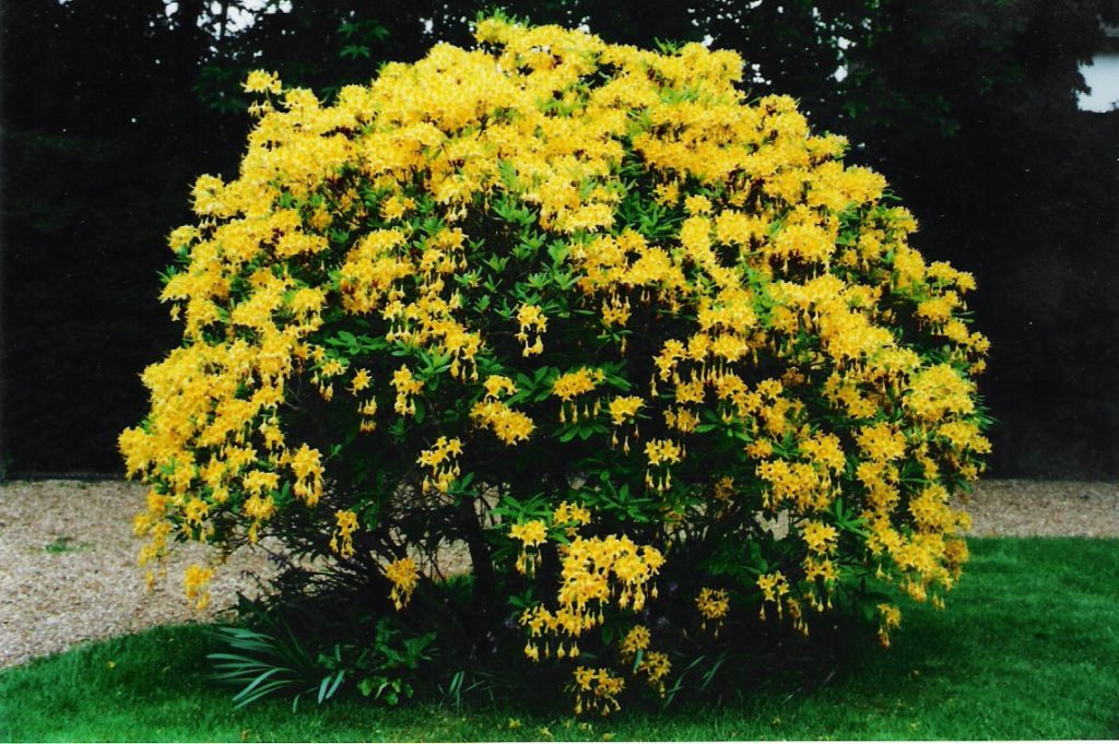 rhodo yellow